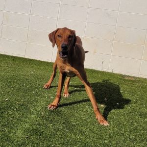 Frito, Young Male Bluetick Coonhound