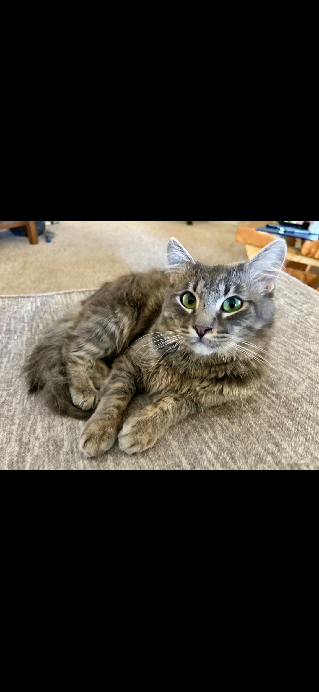 Jankie, an adoptable Domestic Medium Hair in Twin Falls, ID, 83301 | Photo Image 1