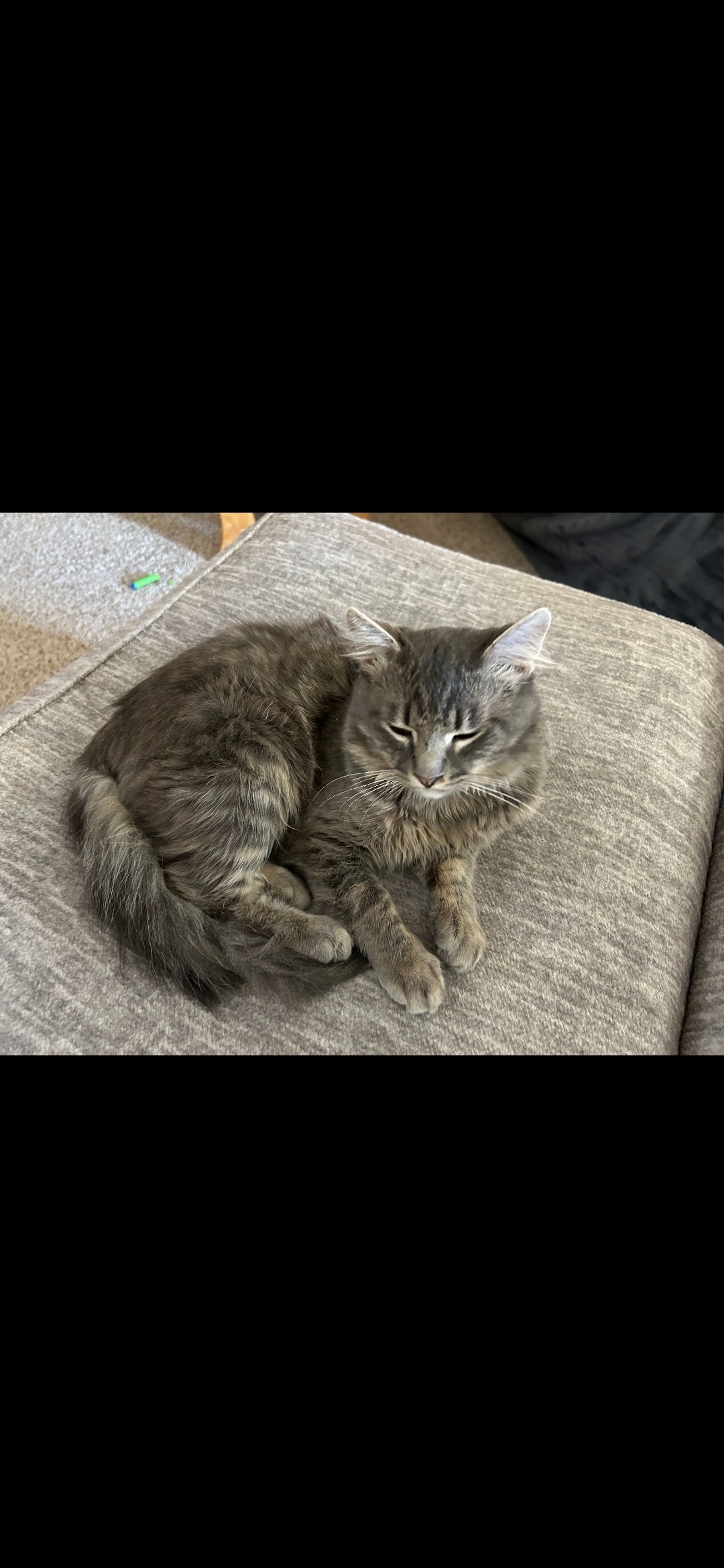 Jankie, an adoptable Domestic Medium Hair in Twin Falls, ID, 83301 | Photo Image 2