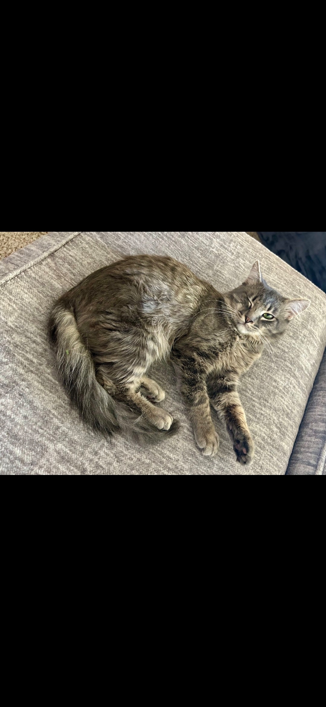 Jankie, an adoptable Domestic Medium Hair in Twin Falls, ID, 83301 | Photo Image 3