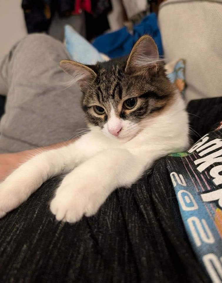 Luna, an adoptable Domestic Short Hair in Salinas, CA, 93905 | Photo Image 1