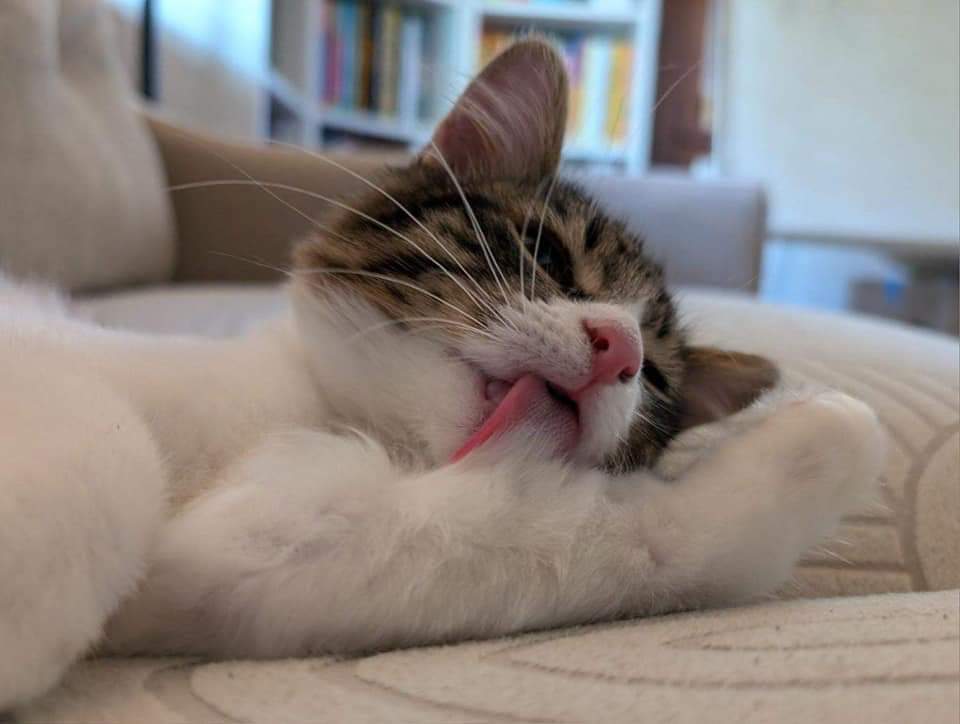 Luna, an adoptable Domestic Short Hair in Salinas, CA, 93905 | Photo Image 2