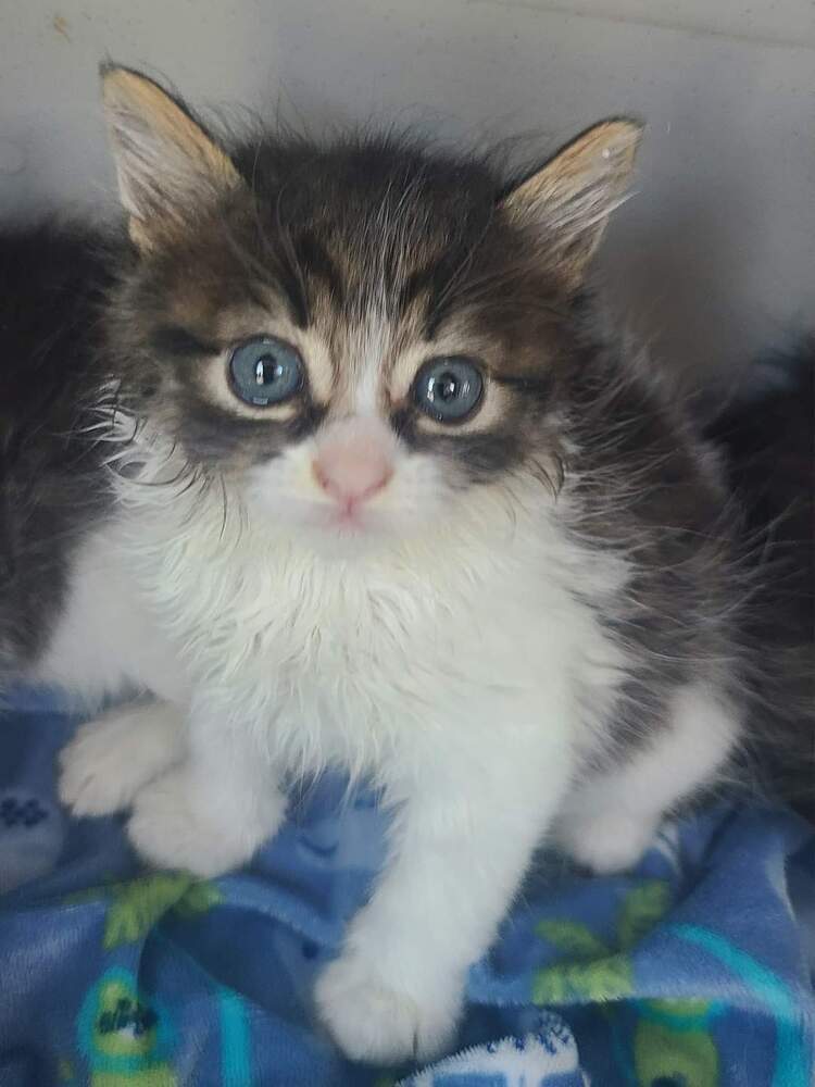 Luna, an adoptable Domestic Short Hair in Salinas, CA, 93905 | Photo Image 3