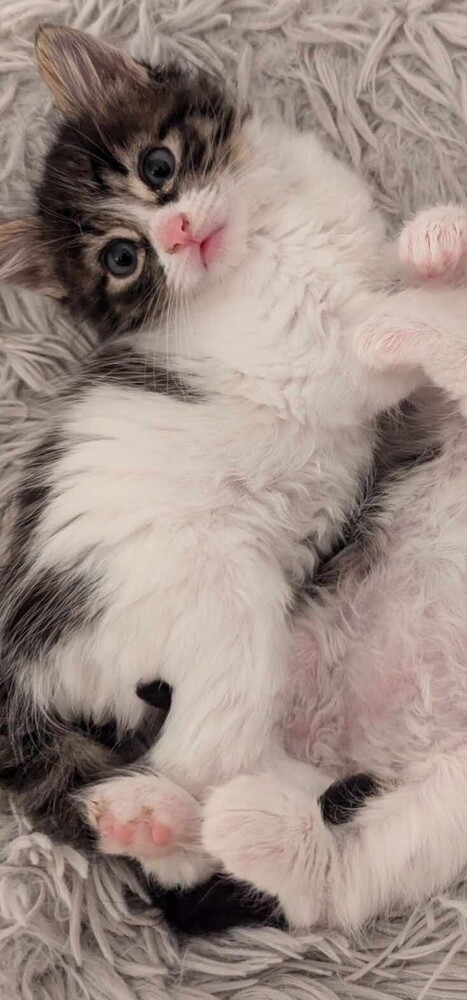 Luna, an adoptable Domestic Short Hair in Salinas, CA, 93905 | Photo Image 4