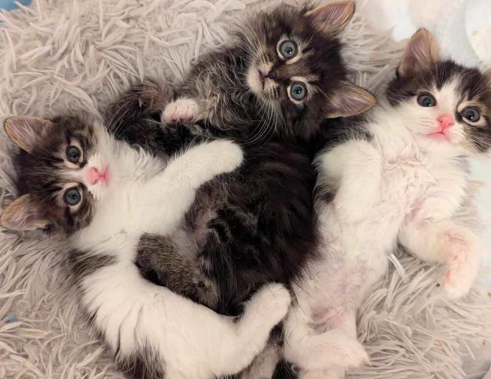 Luna, an adoptable Domestic Short Hair in Salinas, CA, 93905 | Photo Image 5