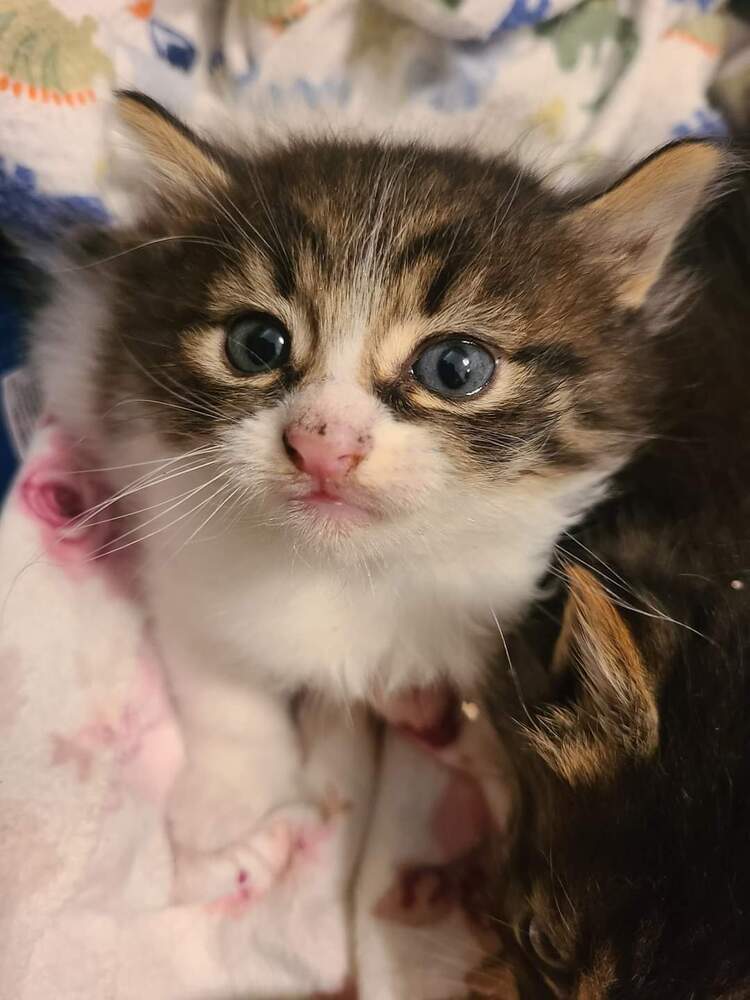 Luna, an adoptable Domestic Short Hair in Salinas, CA, 93905 | Photo Image 6