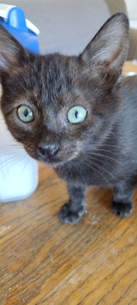 Miss Marple, an adoptable Domestic Short Hair in Salinas, CA, 93905 | Photo Image 1