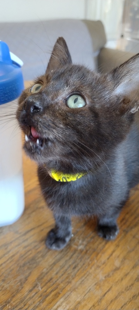 Miss Marple, an adoptable Domestic Short Hair in Salinas, CA, 93905 | Photo Image 2