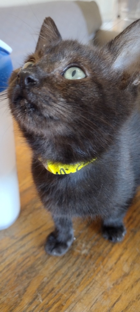 Miss Marple, an adoptable Domestic Short Hair in Salinas, CA, 93905 | Photo Image 3