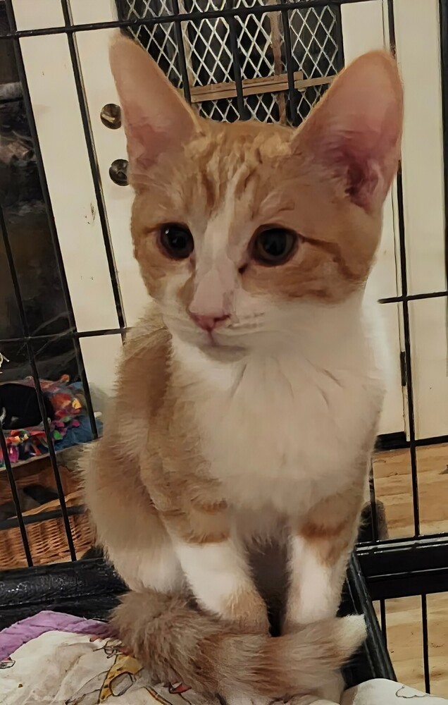 Sonny, an adoptable Domestic Short Hair in Salinas, CA, 93905 | Photo Image 1