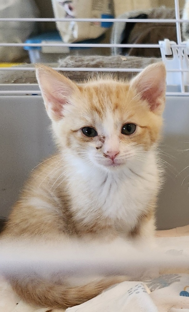 Sonny, an adoptable Domestic Short Hair in Salinas, CA, 93905 | Photo Image 2