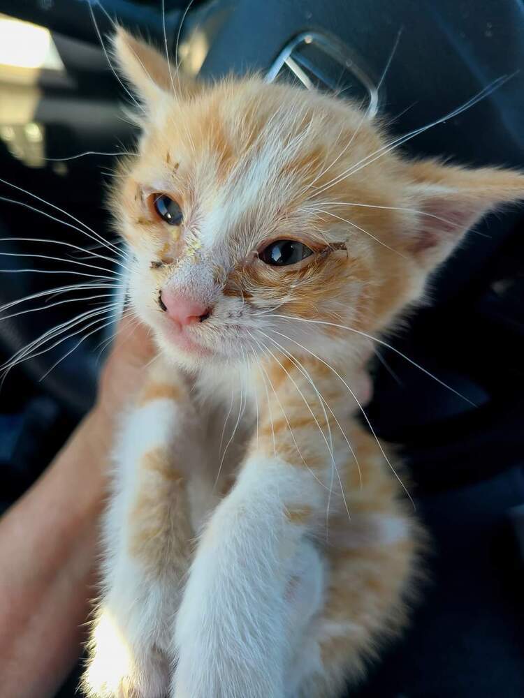 Sonny, an adoptable Domestic Short Hair in Salinas, CA, 93905 | Photo Image 3