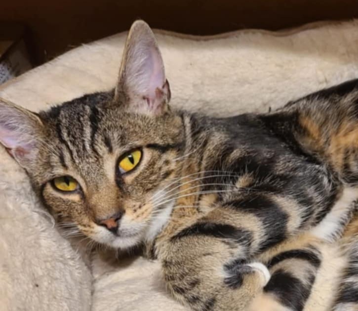 Buster, an adoptable Domestic Short Hair in Salinas, CA, 93905 | Photo Image 1
