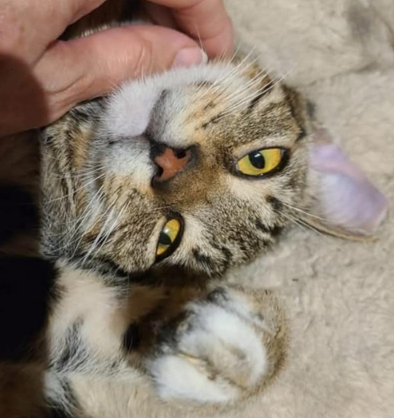 Buster, an adoptable Domestic Short Hair in Salinas, CA, 93905 | Photo Image 2