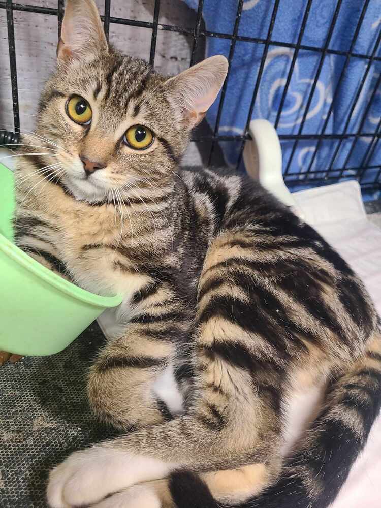 Buster, an adoptable Domestic Short Hair in Salinas, CA, 93905 | Photo Image 3