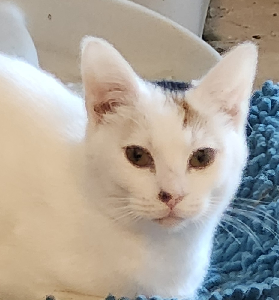Cher, an adoptable Domestic Short Hair in Salinas, CA, 93905 | Photo Image 1