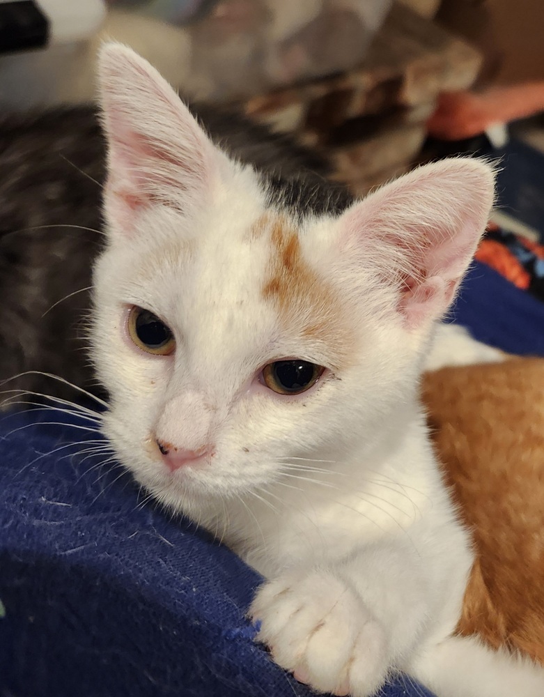 Cher, an adoptable Domestic Short Hair in Salinas, CA, 93905 | Photo Image 2