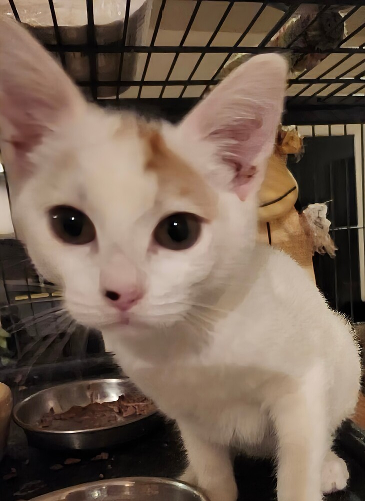 Cher, an adoptable Domestic Short Hair in Salinas, CA, 93905 | Photo Image 3