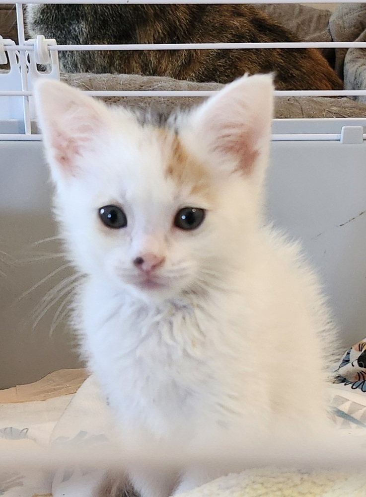 Cher, an adoptable Domestic Short Hair in Salinas, CA, 93905 | Photo Image 4