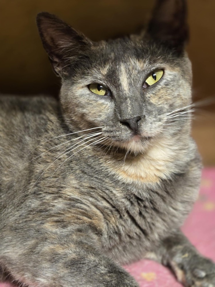 Connie, an adoptable Domestic Short Hair in Salinas, CA, 93905 | Photo Image 1