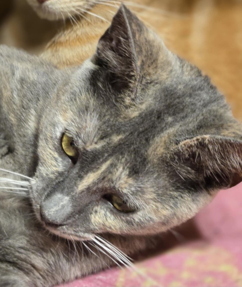 Connie, an adoptable Domestic Short Hair in Salinas, CA, 93905 | Photo Image 2