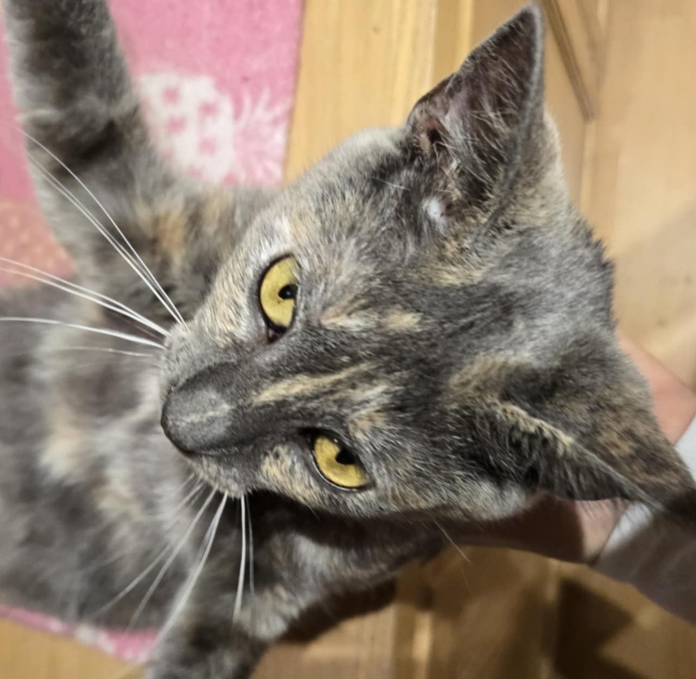 Connie, an adoptable Domestic Short Hair in Salinas, CA, 93905 | Photo Image 3