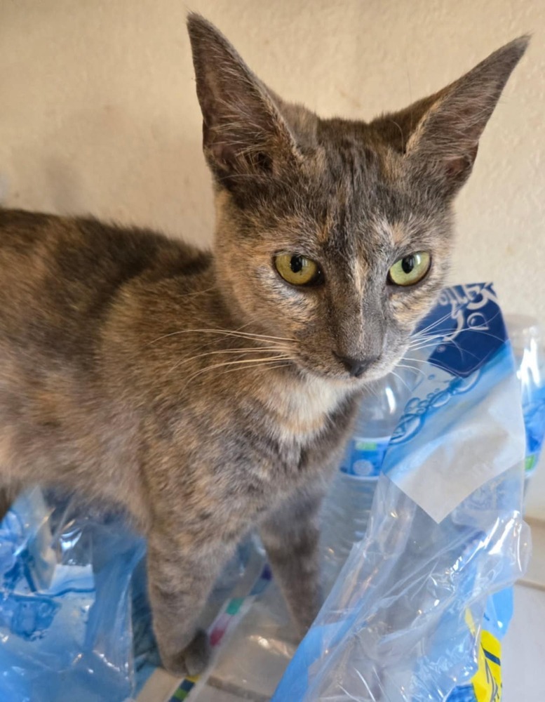 Connie, an adoptable Domestic Short Hair in Salinas, CA, 93905 | Photo Image 4