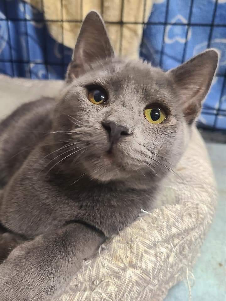 Titus, an adoptable Domestic Short Hair in Salinas, CA, 93905 | Photo Image 1