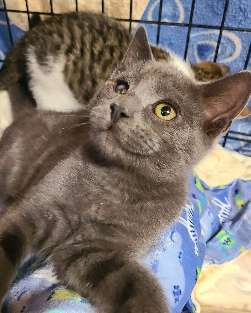 Titus, an adoptable Domestic Short Hair in Salinas, CA, 93905 | Photo Image 2