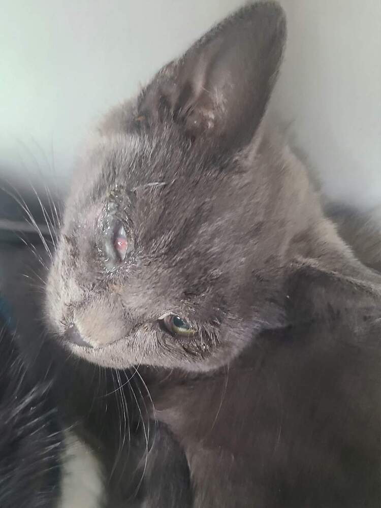 Titus, an adoptable Domestic Short Hair in Salinas, CA, 93905 | Photo Image 3