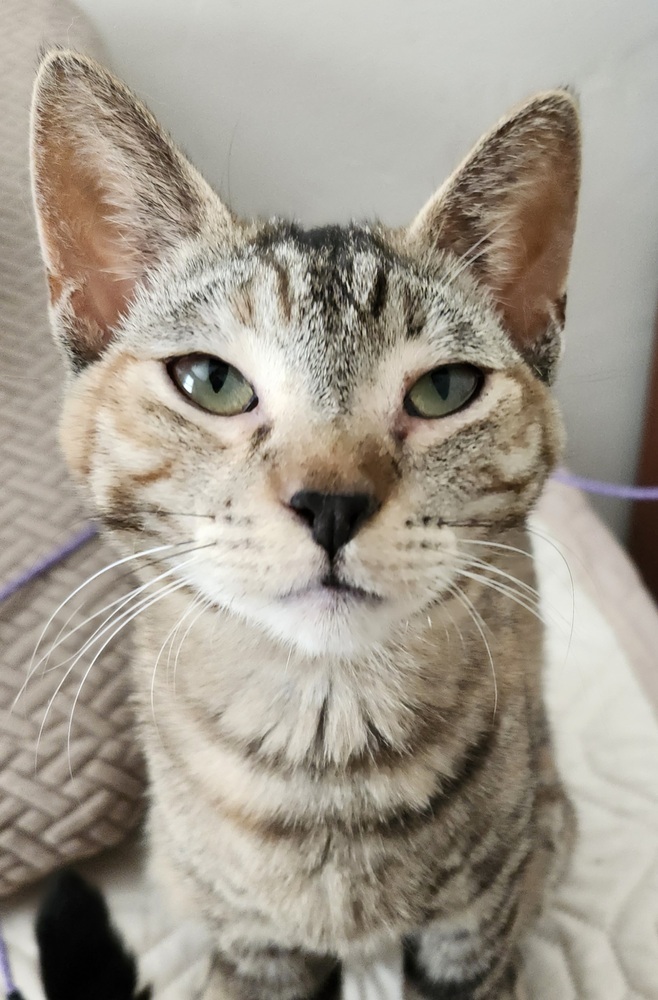 Sasha, an adoptable Domestic Short Hair in Salinas, CA, 93905 | Photo Image 1