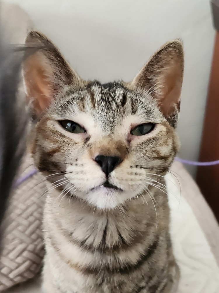 Sasha, an adoptable Domestic Short Hair in Salinas, CA, 93905 | Photo Image 2