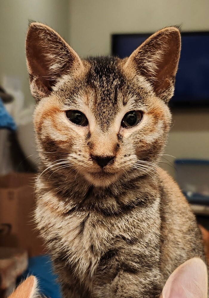 Sasha, an adoptable Domestic Short Hair in Salinas, CA, 93905 | Photo Image 3
