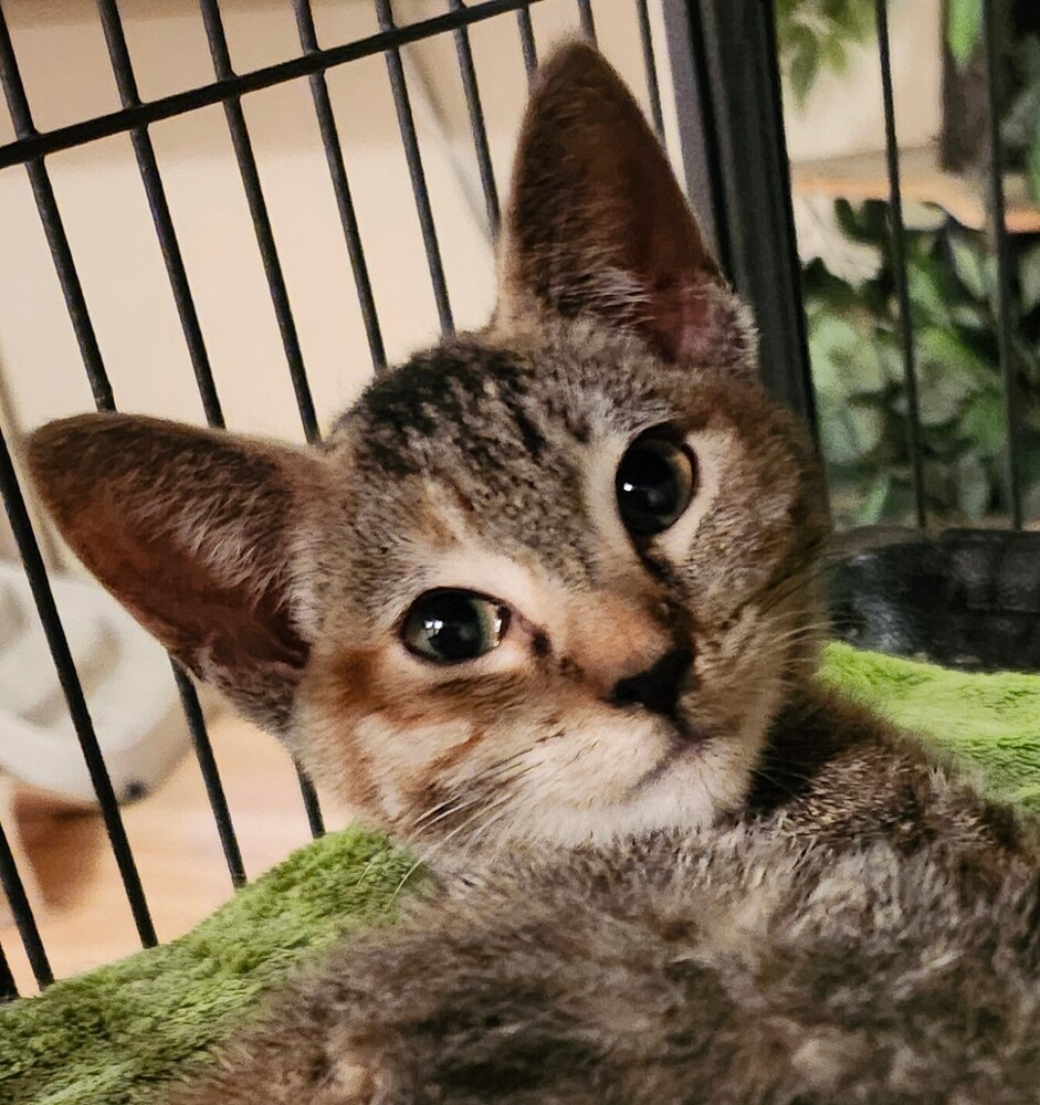 Sasha, an adoptable Domestic Short Hair in Salinas, CA, 93905 | Photo Image 4