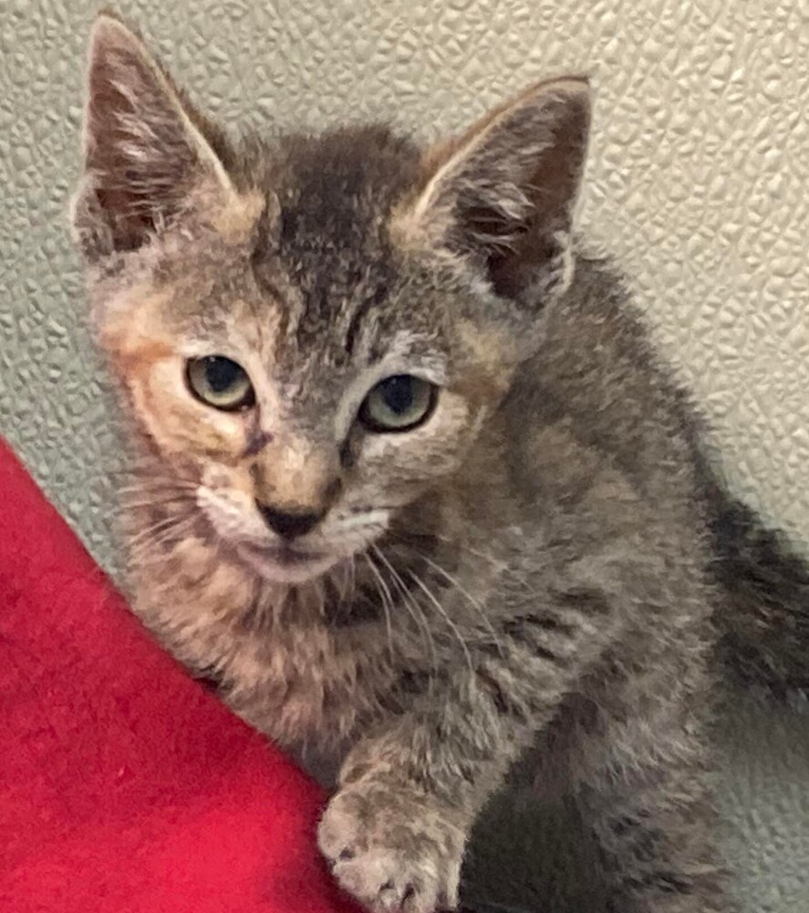 Sasha, an adoptable Domestic Short Hair in Salinas, CA, 93905 | Photo Image 5