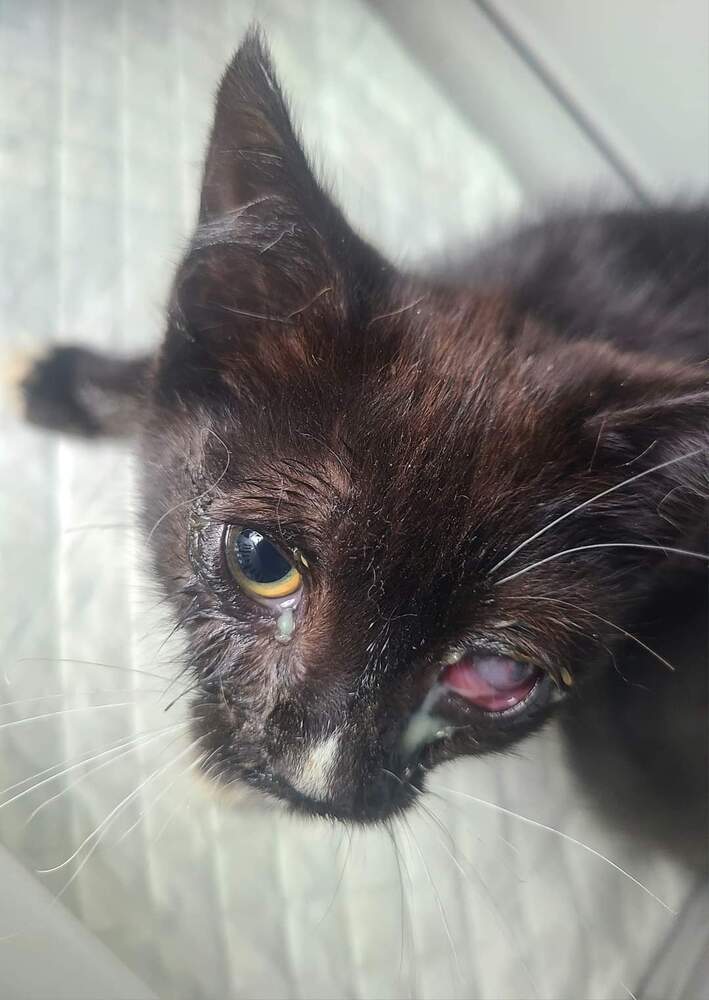 Tyson, an adoptable Domestic Short Hair in Salinas, CA, 93905 | Photo Image 2