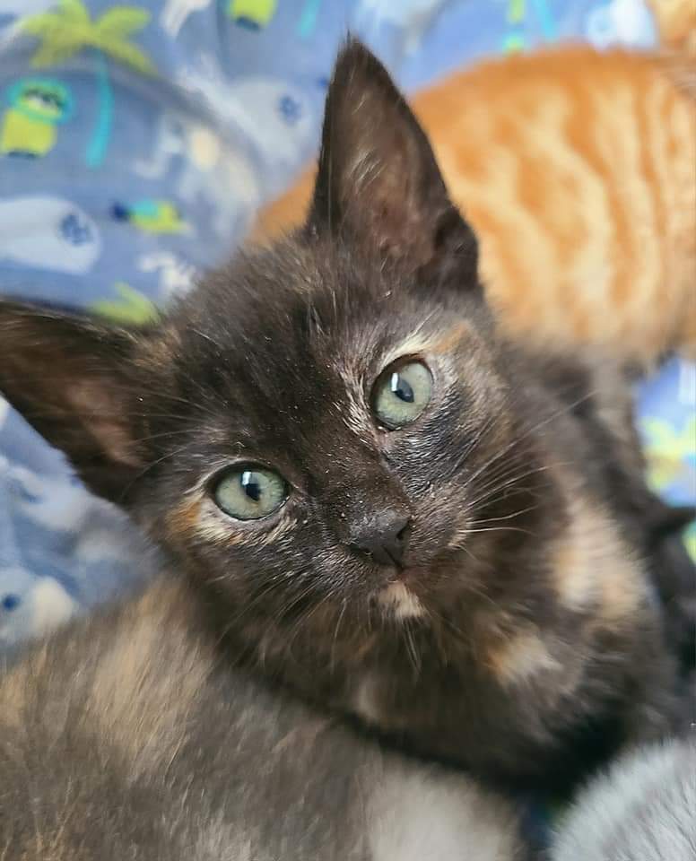 Marilyn, an adoptable Domestic Short Hair in Salinas, CA, 93905 | Photo Image 1
