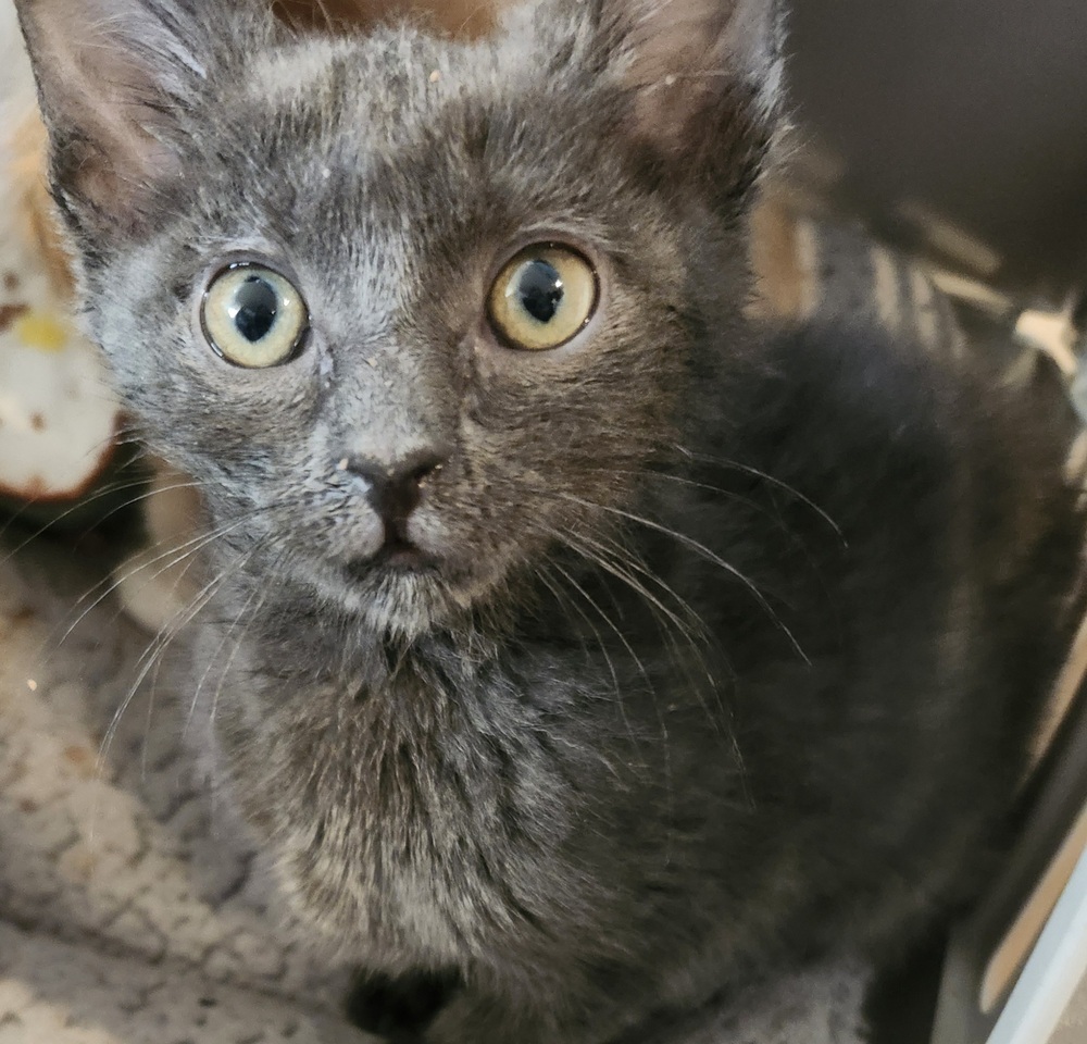 Yola, an adoptable Domestic Short Hair in Salinas, CA, 93905 | Photo Image 1