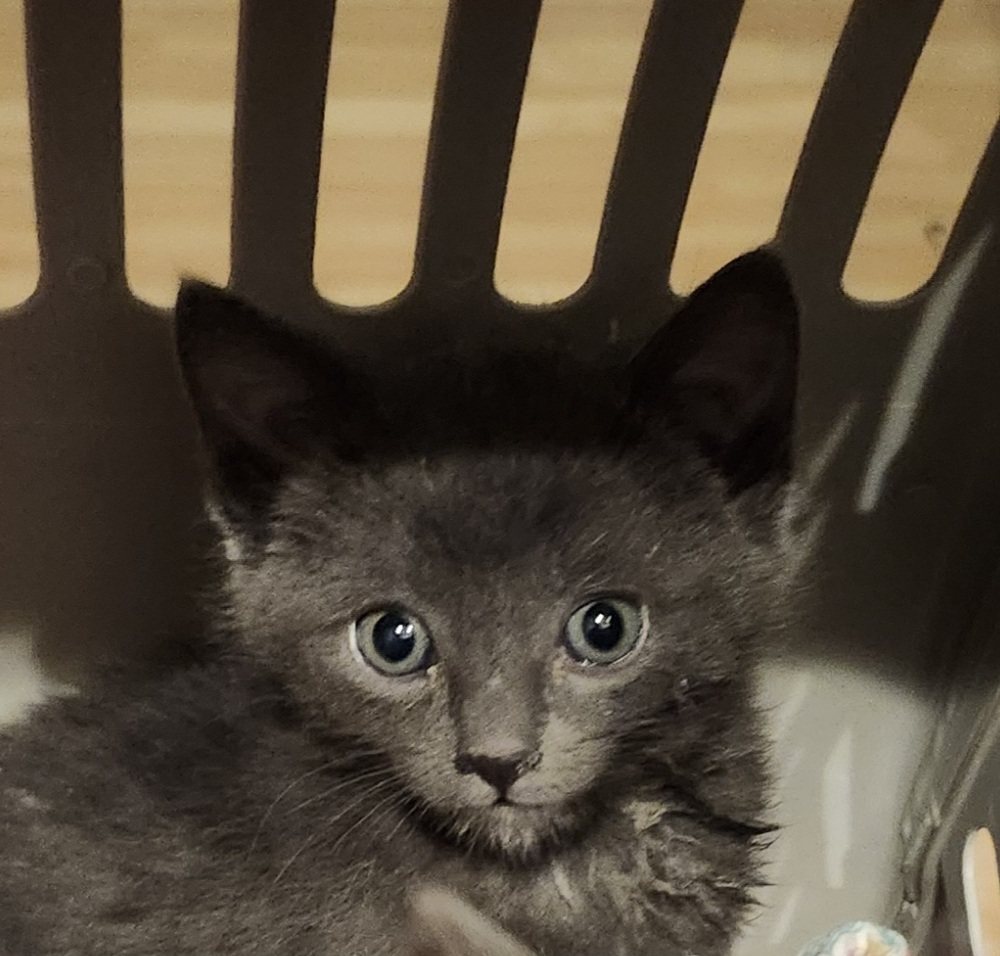Yola, an adoptable Domestic Short Hair in Salinas, CA, 93905 | Photo Image 2