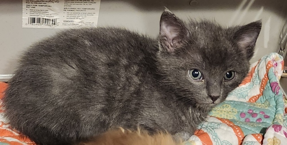 Yola, an adoptable Domestic Short Hair in Salinas, CA, 93905 | Photo Image 3