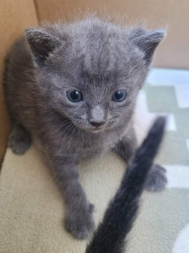 Yola, an adoptable Domestic Short Hair in Salinas, CA, 93905 | Photo Image 4