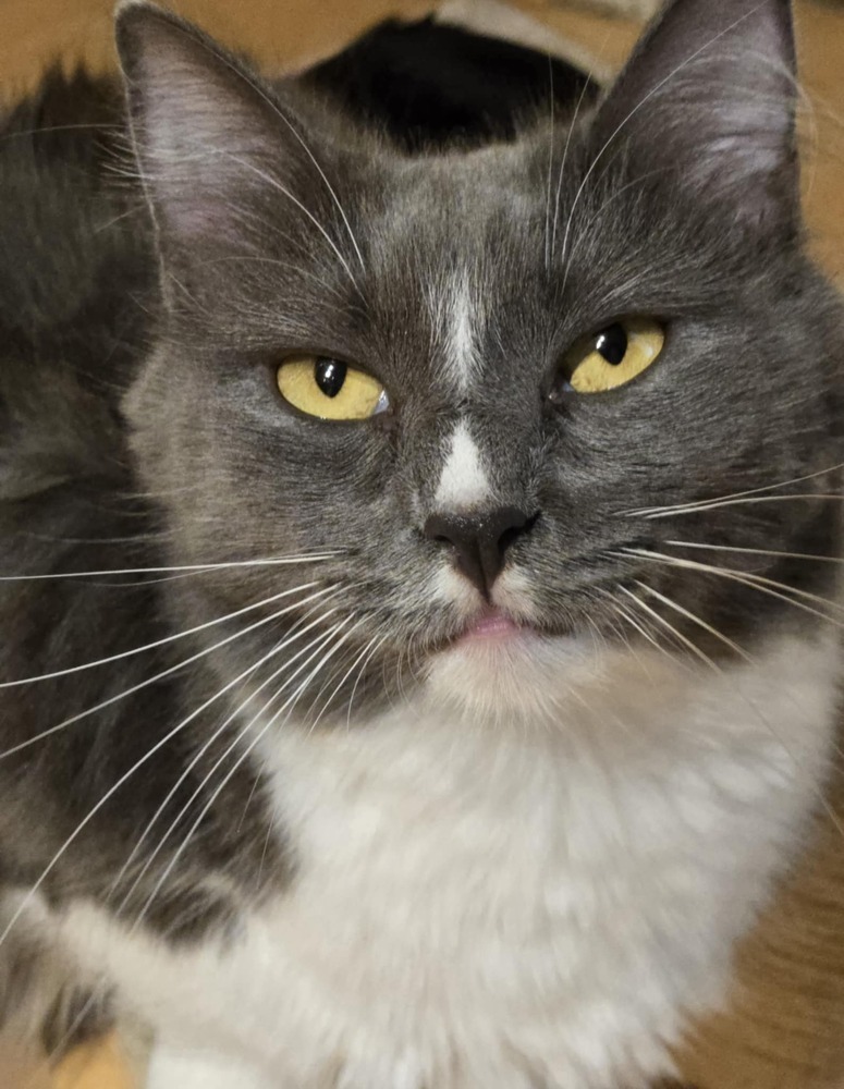 Chestnut, an adoptable Domestic Short Hair in Salinas, CA, 93905 | Photo Image 1