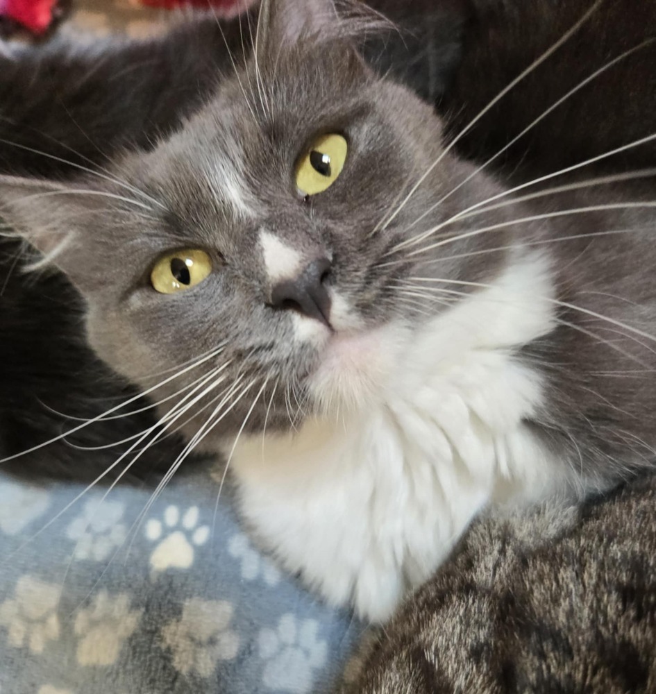 Chestnut, an adoptable Domestic Short Hair in Salinas, CA, 93905 | Photo Image 2