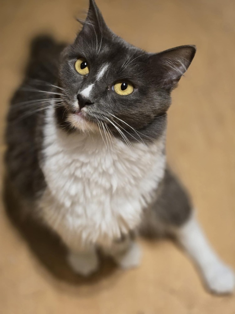 Chestnut, an adoptable Domestic Short Hair in Salinas, CA, 93905 | Photo Image 3