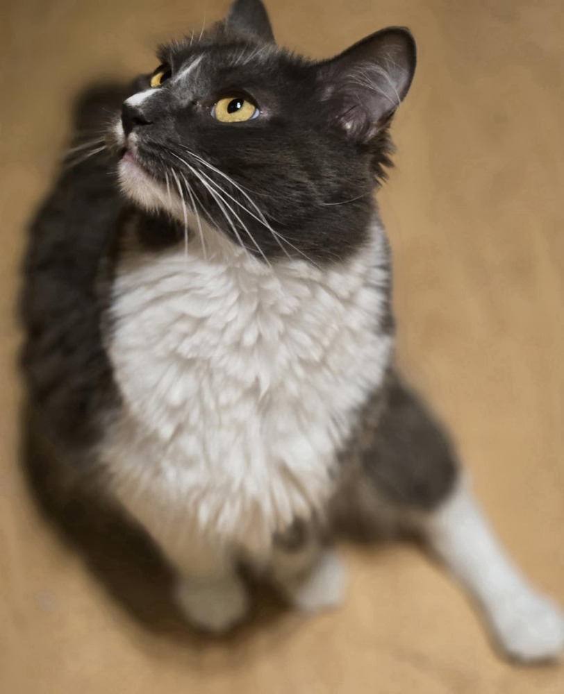 Chestnut, an adoptable Domestic Short Hair in Salinas, CA, 93905 | Photo Image 4