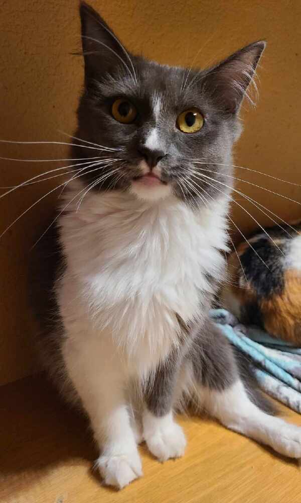 Chestnut, an adoptable Domestic Short Hair in Salinas, CA, 93905 | Photo Image 5