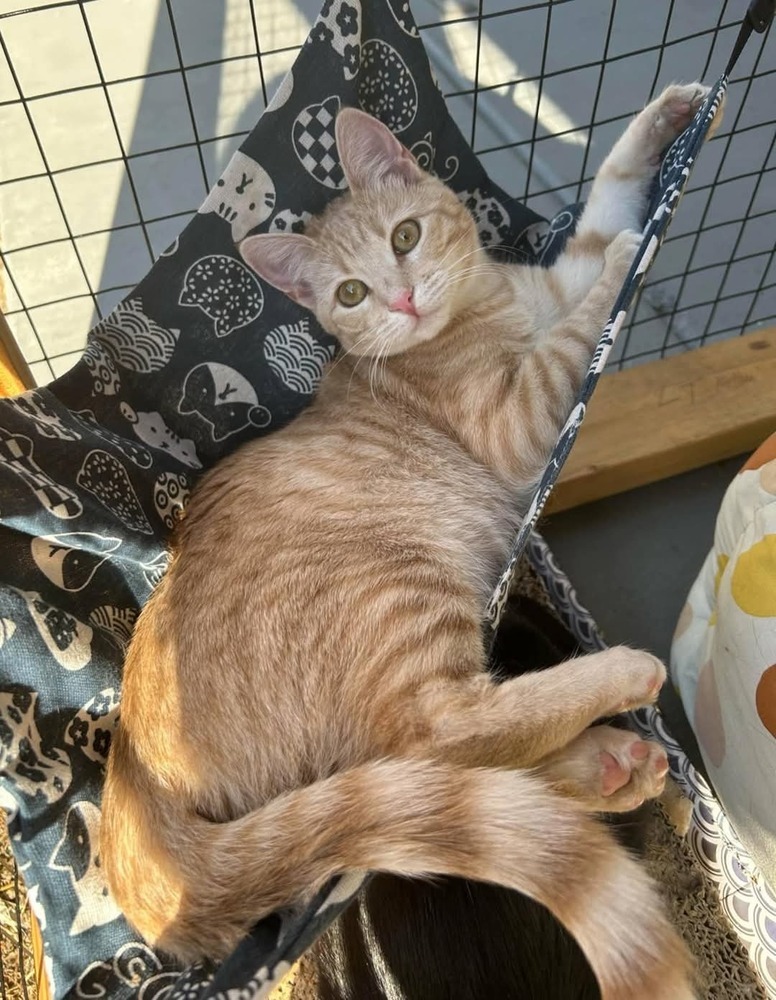 Ivy, an adoptable Domestic Short Hair in Salinas, CA, 93905 | Photo Image 1