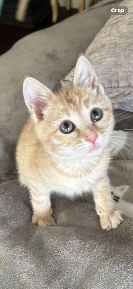 Ivy, an adoptable Domestic Short Hair in Salinas, CA, 93905 | Photo Image 3