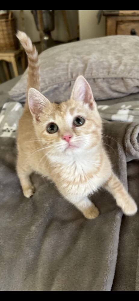 Ivy, an adoptable Domestic Short Hair in Salinas, CA, 93905 | Photo Image 5