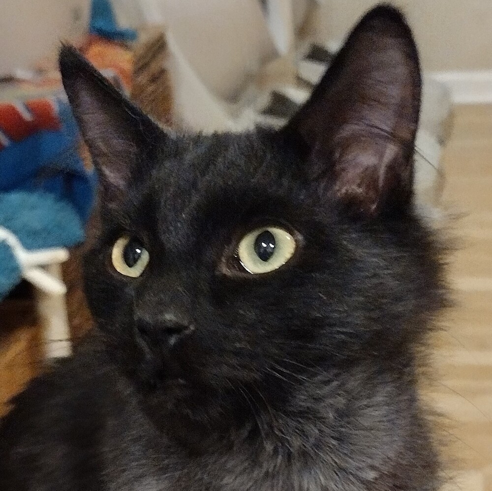 Frisco, an adoptable Domestic Medium Hair in Salinas, CA, 93905 | Photo Image 1